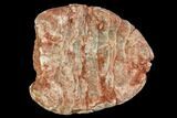 Cretaceous Fish Coprolite - Kem Kem Beds, Morocco #110149-1